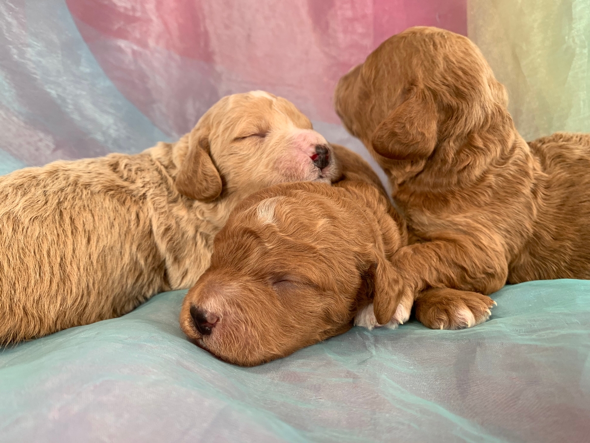 Parti Color Bichon Poodle Litter Born November 5, 2019 $975